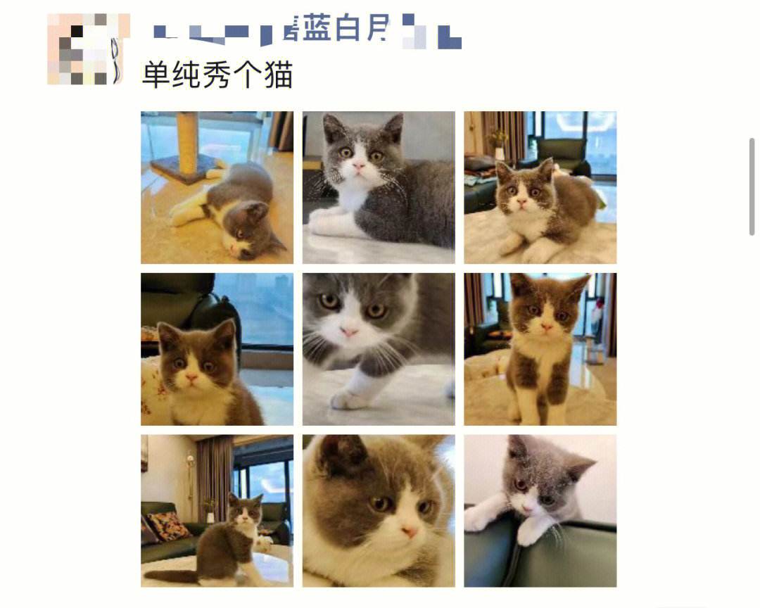 猫秀苹果版小猫直播苹果版本下载安装-第2张图片-太平洋在线下载