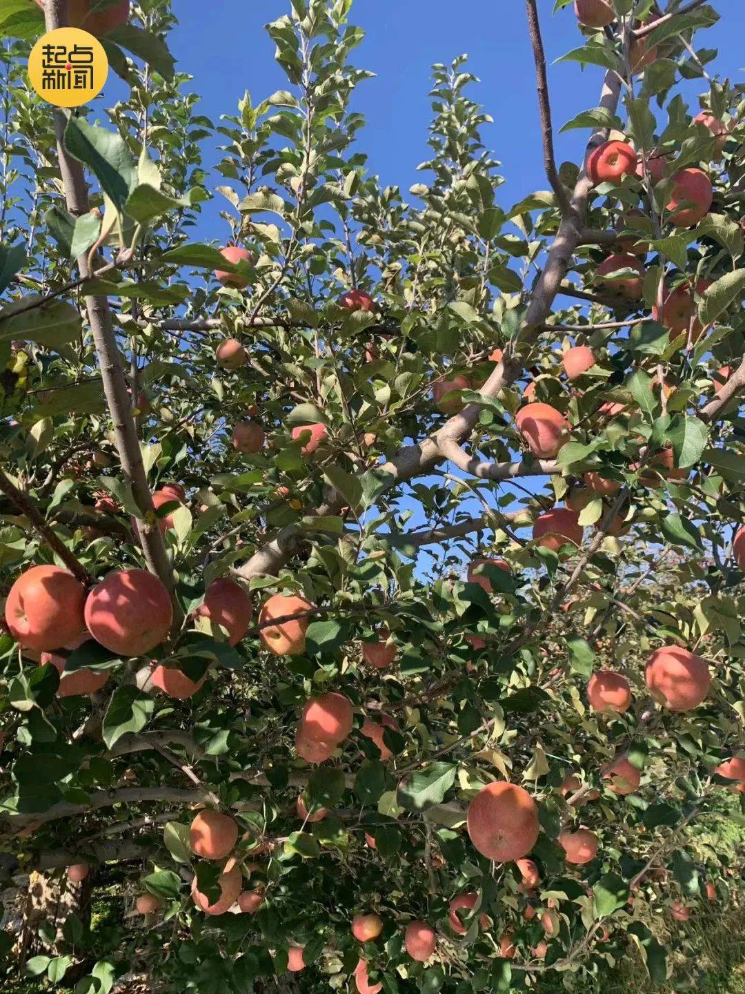 延安苹果客户端苹果免费下载app安装官网-第2张图片-太平洋在线下载